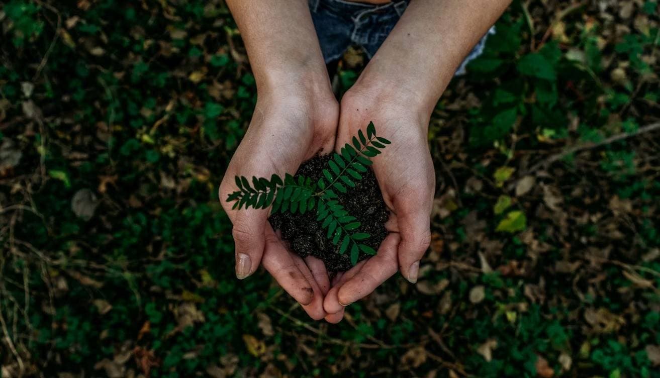 Hands holding soil and a young plant